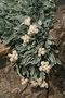 vignette Helichrysum sibthorpii