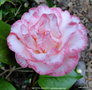 vignette Camlia ' BETTY'S BEAUTY ' camellia japonica