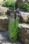 vignette Iris sibirica ssp. erirrhiza