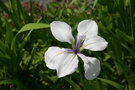 vignette Iris laevigata 'Alboviolacea'