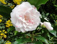 vignette Camlia ' STACY SUSAN ' camellia japonica
