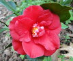 vignette Camlia ' GRAND SLAM ' camellia japonica