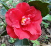 vignette Camlia ' GRAND SLAM ' camellia japonica