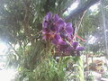 vignette Orchide  grosses fleurs