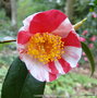 vignette Camlia ' CASIMIR ' camellia japonica