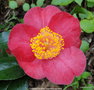 vignette Camlia ' CASIMIR RUBRA ' camellia japonica