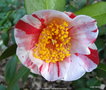 vignette Camlia ' CASIMIR ' camellia japonica