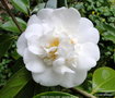 vignette Camlia ' ONETIA HOLLAND ' camellia japonica