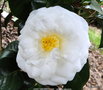 vignette Camlia ' JANET WATERHOUSE ' camellia japonica