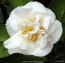 vignette Camlia ' CAROL LYNN ' camellia japonica , parfum