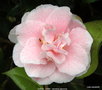 vignette Camlia ' CAROL LYNN ' camellia japonica parfum  ,mutation