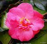 vignette Camlia ' CAROL LYNN ' camellia japonica parfum  ,mutation