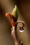 vignette Tulipier de Virginie (bourgeon)