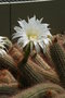 vignette Echinopsis huascha