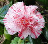 vignette Camlia ' MRS NELLIE EASTMAN ' camellia japonica