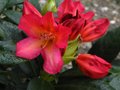 vignette Rhododendron Golden gate premire fleur au 09 04 12