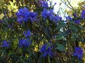 vignette Rhododendron Augustinii Hillier's dark form autre vue au 09 04 12