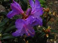 vignette Rhododendron Augustinii Lassonnii autre vue au 10 04 12