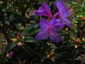 vignette Rhododendron Augustinii Lassonnii trs lumineux au 10 04 12