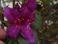 vignette Rhododendron Concinum pseudohyantinum gros plan au 09 04 12