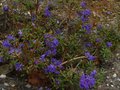 vignette Rhododendron Polycladum Scintillans au 08 04 12