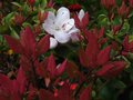 vignette Rhododendron Hongkongensis aux belles pousses colores au 08 04 12