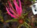 vignette Rhododendron Macrosepalum linearifolium qui recommence sa floraison au 06 04 12
