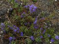 vignette Rhododendron Polycladum Scintillans au 06 04 12