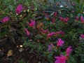 vignette Azalea japonica petites fleurs mauves au 02 04 12