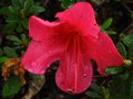 vignette Azalea japonica grande fleur rouge au 06 04 12