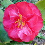 vignette Camlia ' HELENE BOWER ' camellia japonica