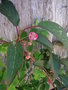 vignette Schisandra rubrifolia