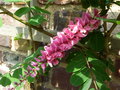 vignette Indigofera potaninii