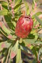 vignette Protea neriifolia x susannae