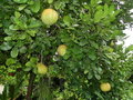 vignette Citrus maxima (Pamplemoussier)