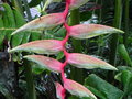 vignette Heliconia chartacea 'Sexy Pink'