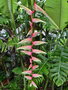 vignette Heliconia chartacea 'Sexy Pink'