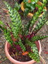vignette Calathea lancifolia