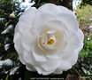 vignette Camlia ' JANET WATERHOUSE ' camellia japonica