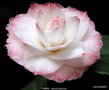 vignette Camlia ' TAMMIA ' camellia japonica