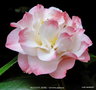 vignette Camlia ' NUCCIO'S JEWEL ' camellia japonica