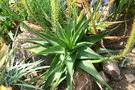 vignette Bulbinella latifolia var. latifolia