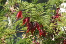 vignette Clianthus puniceus