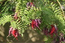 vignette Clianthus puniceus