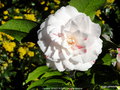 vignette Camlia ' STACY SUSAN ' camellia japonica