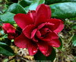 vignette Camlia ' CHERRIES JUBILEE ' camellia japonica
