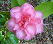 vignette Camlia ' SPRING SONNET ' camellia japonica