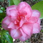 vignette Camlia ' SPRING SONNET ' camellia japonica