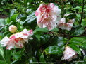 vignette Camlia ' RASPBERRY RIPPLE ' camellia japonica
