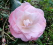 vignette Camlia ' BERENICE PERFECTION ' camellia japonica